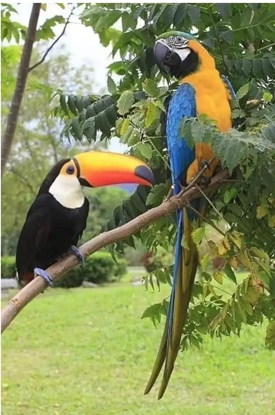 Tucano e araras na natureza de Itapura - SP
